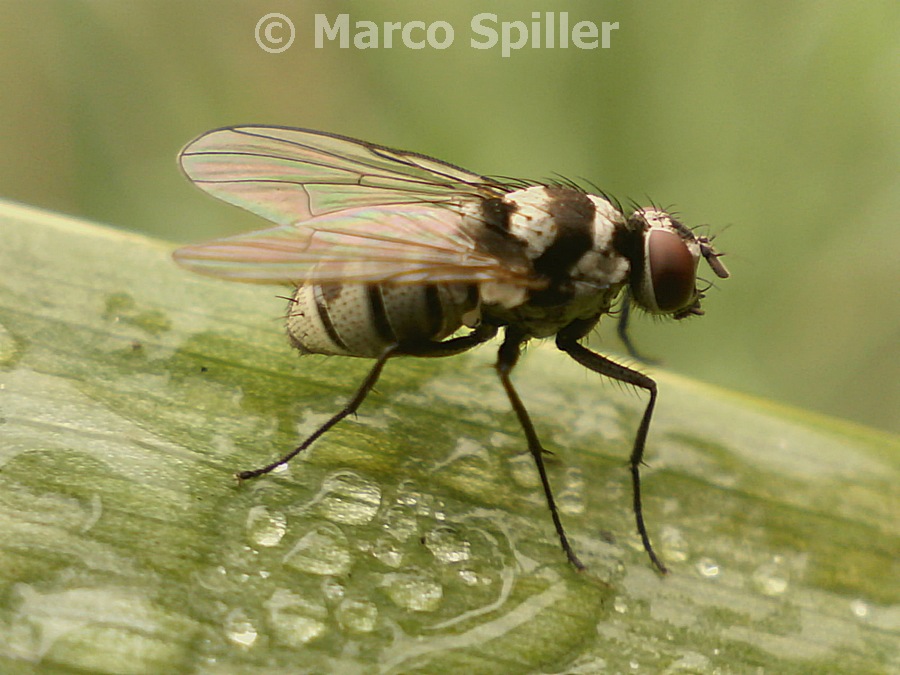 Lymnophora obsignata